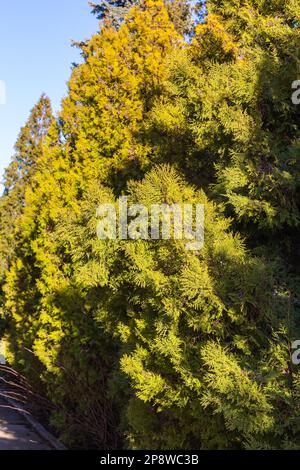 Thuja Branches (Thuja occidentalis Sunkist) Stock Photo