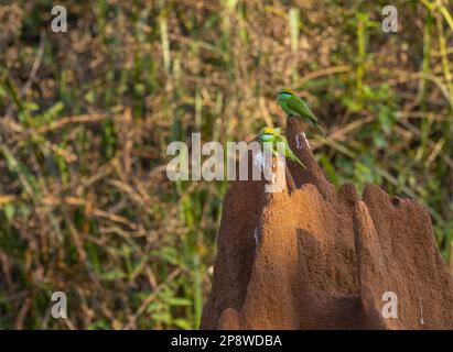 A pair of Green Bee Eaters sitting on a large termite mound in Nagarhole National Park (India) Stock Photo