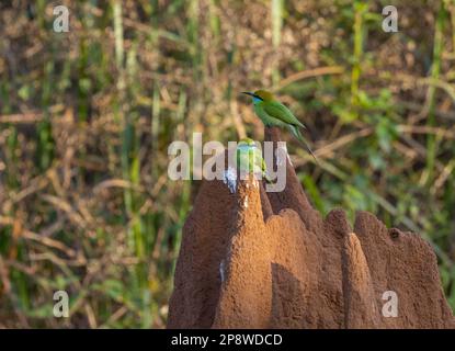 A pair of Green Bee Eaters sitting on a large termite mound in Nagarhole National Park (India) Stock Photo