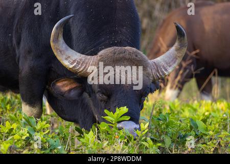 A Gaur (Indian Bison) photographed in Nagarhole National Park (Karnataka, India) Stock Photo