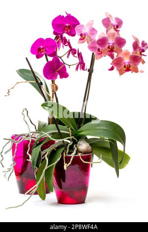Phalaenopsis orchid bush in a pot on white background Stock Photo