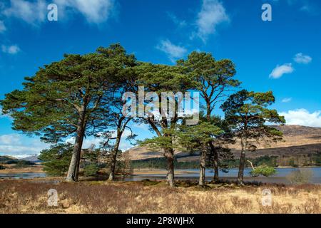 Scots pines on the banks of Loch Tulla .near Bridge of Orchy and Glen Coe in Scotland It lies north-east of the Inveroran Hotel,. Stock Photo