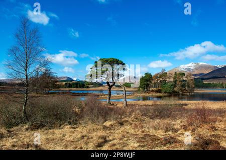 Scots pines on the banks of Loch Tulla .near Bridge of Orchy and Glen Coe in Scotland It lies north-east of the Inveroran Hotel,. Stock Photo