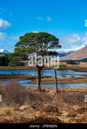 Scots pines on the banks of Loch Tulla .near Bridge of Orchy and Glen Coe in Scotland It lies north-east of the Inveroran Hotel,. Stock Photo