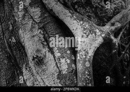 Black and white monochrome nature stock image of old tree trunk with texture and character. Howrah, West Bengal, India. Stock Photo