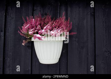 Beautiful heather bush hanging in plastic vase on the shed black wall Stock Photo