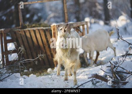 A pastoral winter scene in the countryside, with a goat grazing plants Stock Photo
