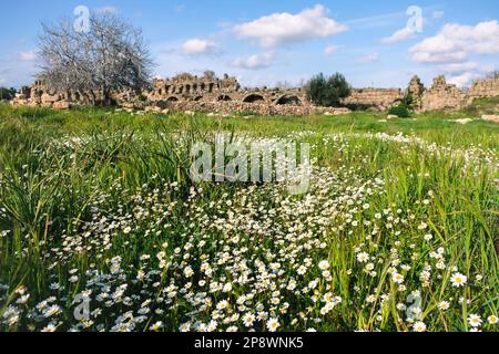Wild daisy flowers growing on meadow, white chamomiles on blue cloudy sky background. Oxeye daisy, Leucanthemum vulgare, Daisies, Dox-eye. Stock Photo