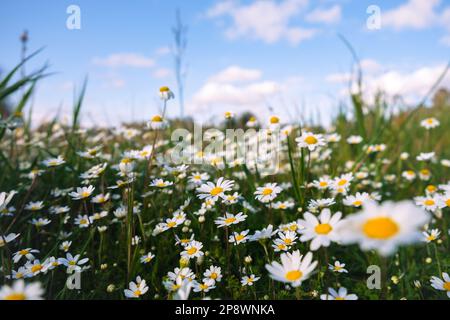 Wild daisy flowers growing on meadow, white chamomiles on blue cloudy sky background. Oxeye daisy, Leucanthemum vulgare, Daisies, Dox-eye. Stock Photo