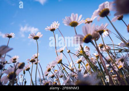 Wild daisy flowers growing on meadow, white chamomiles on blue cloudy sky background. Oxeye daisy, Leucanthemum vulgare, Daisies, Dox-eye. Stock Photo