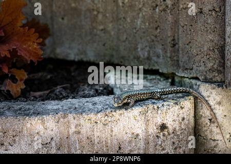 Little lizard warming up on the stone wall Stock Photo