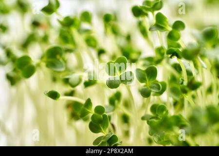 Fresh broccoli sprouts or microgreens Stock Photo