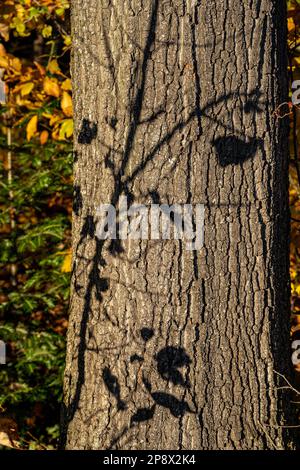 Brown tree trunk and black shadows of branches on it Stock Photo