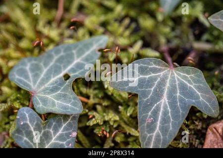 Green ivy on a mossy tree trunk inside the forest Stock Photo