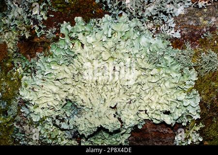 Flavoparmelia caperata (common greenshield lichen) grows on tree bark and occasionally on rocks. It occurs in temperate forests worldwide. Stock Photo