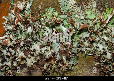 Platismatia glauca is a common and widespread foliose lichen found on tree bark but also on upland rocks. It is a cosmopolitan species. Stock Photo