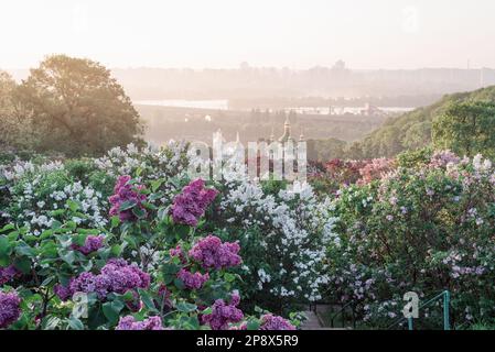 Spring landscape. City of Kiev - capital of Ukraine. Botanical Garden with blossoming lilac bushes. View of the Vydubychi Monastery and the River Dnie Stock Photo