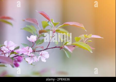 Crab apple blossoms in full bloom in springtime against defocused background. Selective focus and shallow depth of field. Stock Photo