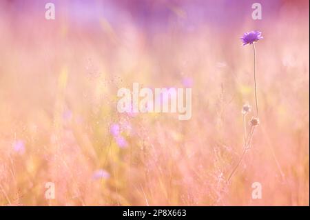 Field scabious, Knautia arvensis, blooming in the meadow Stock Photo