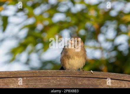Bird with cyst visible in throat area, likely caused by ingrown feather. Small fluffy sparrow who is sick and unwell. Ireland Stock Photo