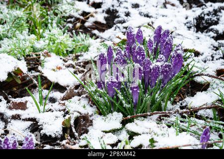 Violet colored crocus flowers in the snow Stock Photo