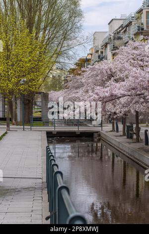 Modern apartment buildings with a blooming sakura tree in Stockholm, Sweden. Stock Photo