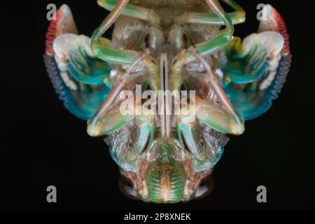 A chorus cicada, Amphipsalta zelandica, an insect endemic to Aotearoa New Zealand emerging as an adult from its nymph exoskeleton. Stock Photo