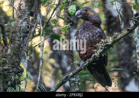 New Zealand kākā (Nestor meridionalis), the kaka parrot is an endangered bird endemic to Aotearoa New Zealand, this one is from Stewart Island. Stock Photo