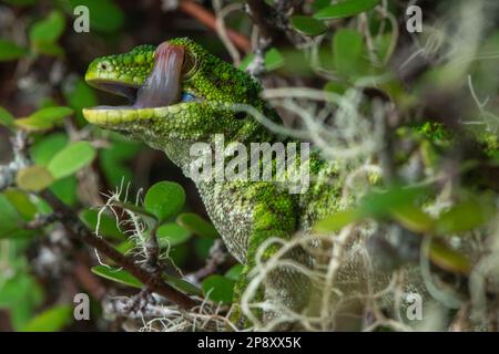 A rough gecko (Naultinus rudis) from New Zealand licking its eye, these lizards lack eyelids and can only clean their eyes with their tongue. Stock Photo