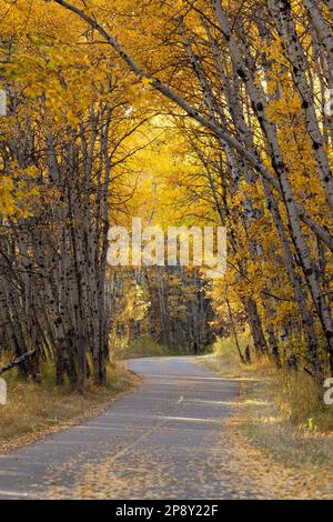 Calgary, Alberta, Canada - Paved path through an aspen forest with autumn colors in South Glenmore Park; vertical orientation Stock Photo