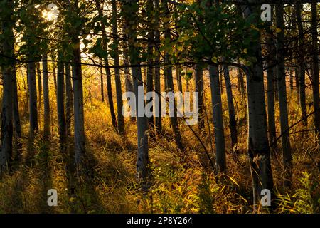 Calgary, Alberta, Canada - Evening sunlight filtering through a stand of backlit aspen trees in South Glenmore Park Stock Photo