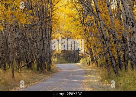 Calgary, Alberta, Canada - Paved path through an aspen forest with autumn colors in South Glenmore Park Stock Photo