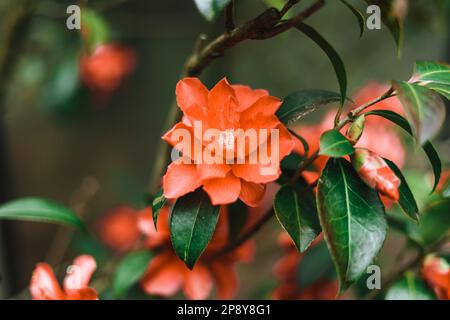 Pereskia flower plant  is a small genus of about four species of cacti Stock Photo