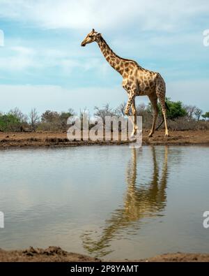 Lone Giraffe walking along a Waterhole in Botswana, Africa Stock Photo