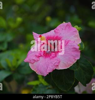 Pink Hibiscus Stock Photo