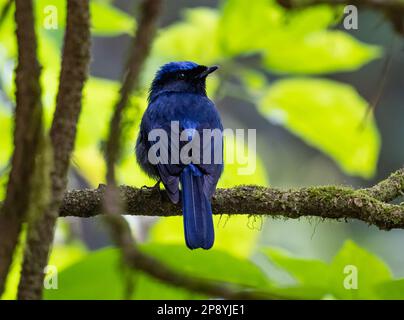 A male Large Niltava (Niltava grandis) perched on a branch. Thailand. Stock Photo