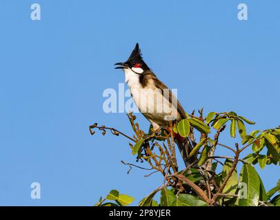 A Red-whiskered Bulbul (Pycnonotus jocosus) singing on top of a tree. Thailand. Stock Photo
