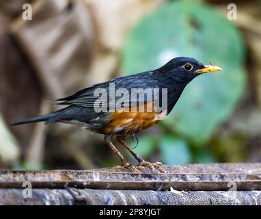 A Black-breasted Thrush (Turdus dissimilis) perched on a tree. Thailand. Stock Photo