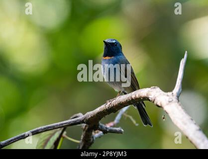 A Rufous-gorgeted Flycatcher (Ficedula strophiata) perched on a branch. Thailand. Stock Photo