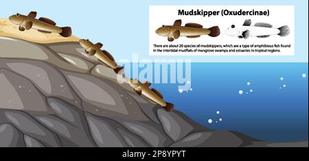 Mudskipper Movement Vector Concept illustration Stock Vector