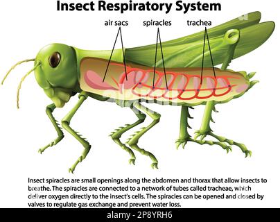 Grasshopper respiratory system diagram illustration Stock Vector