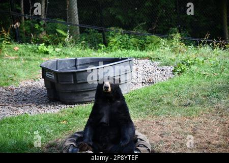 Animal pic's from the Portland Zoo Stock Photo