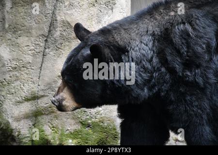 Animal pic's from the Portland Zoo Stock Photo