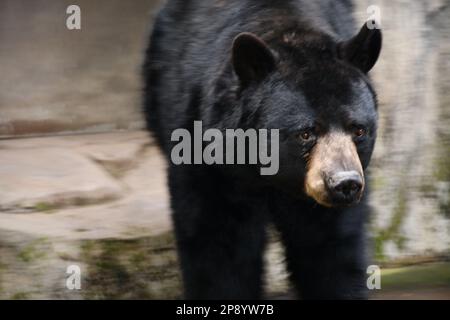 Animal pic's from the Portland Zoo Stock Photo