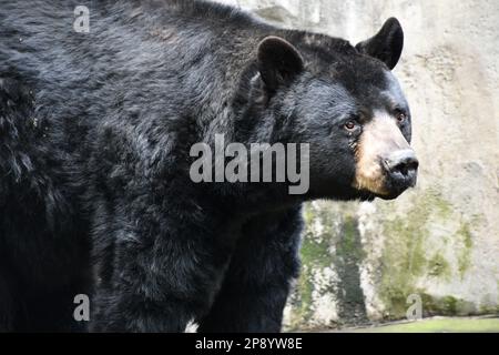 Animal pic's from the Portland Zoo Stock Photo