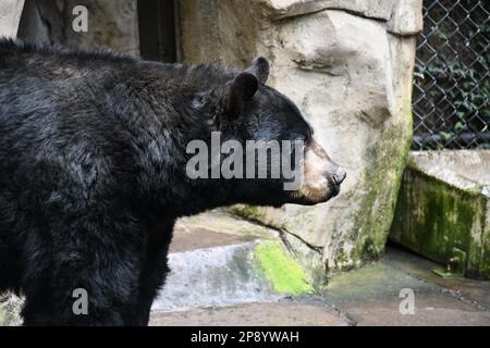 Animal pic's from the Portland Zoo Stock Photo