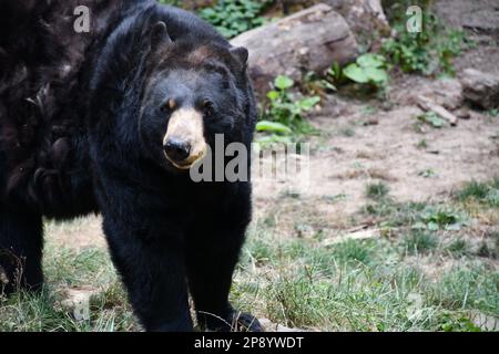 Animal pic's from the Portland Zoo Stock Photo