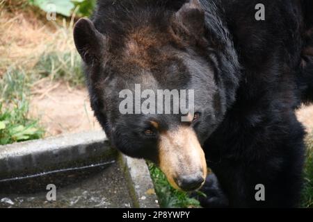 Animal pic's from the Portland Zoo Stock Photo