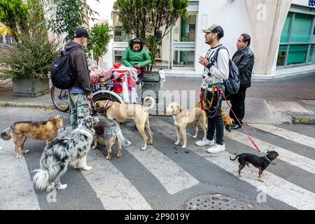 Dog walker at work. Couple dog walker walking with dogs in the park ...