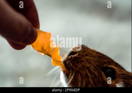 Guinea pig using front incisors to eat a tasty treat of an orange in held by hand.  Stock Photo